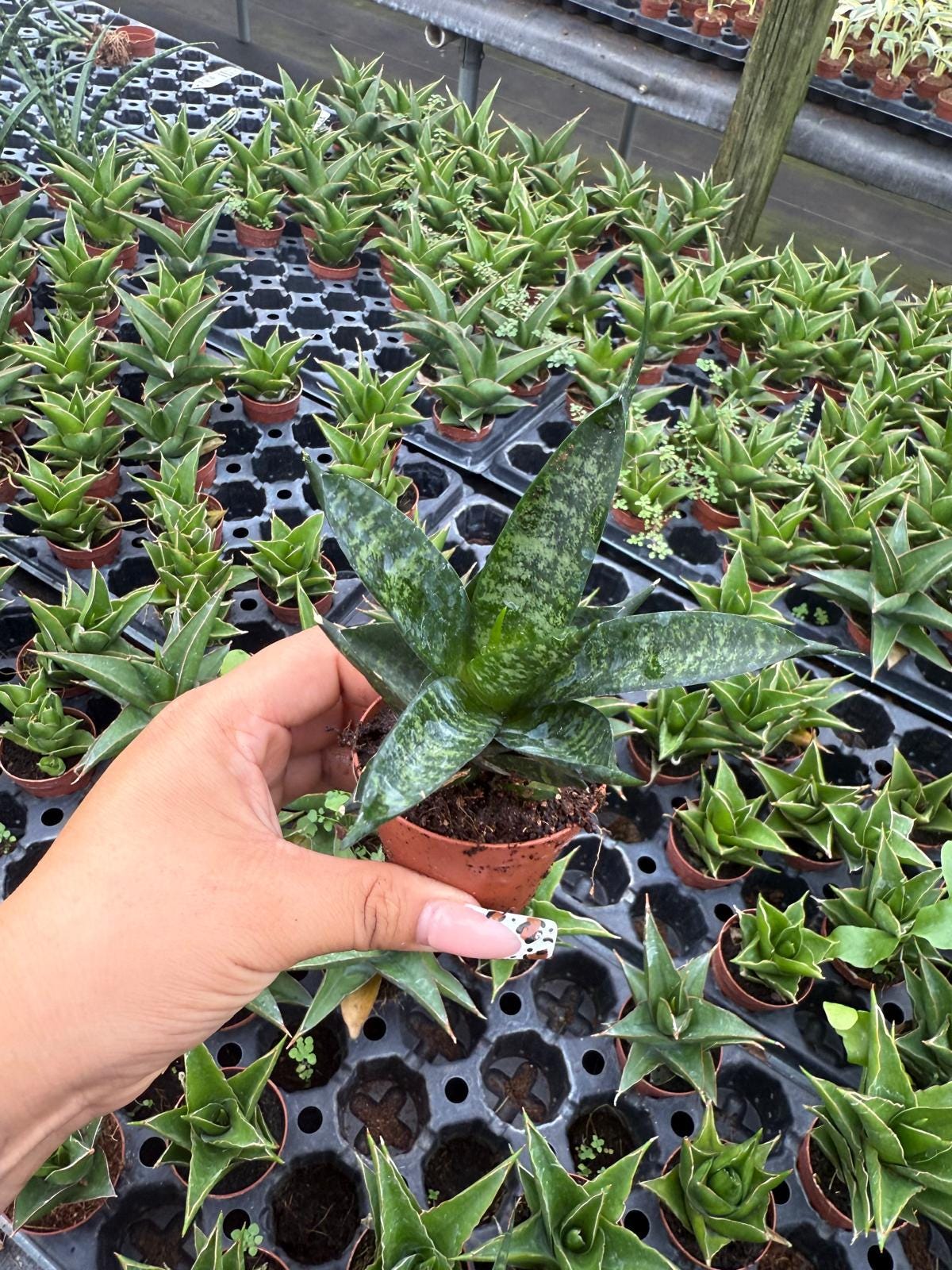 Sansevieria Pagodah Black